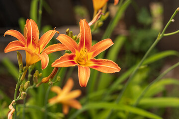 Close-up of a single blooming orange daylily flower on a green background