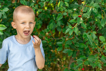 A child tastes cherries in a cherry orchard