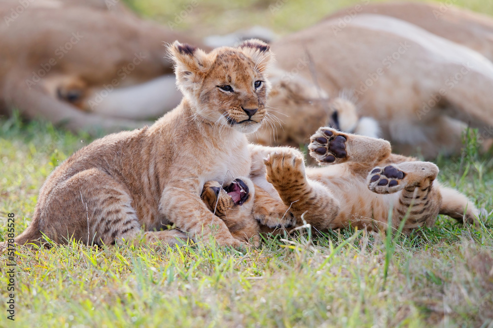 Canvas Prints lion cubs running and playing in the masai mara game reserve in kenya