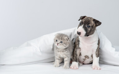 Friendly Miniature Bull Terrier puppy and tiny kitten sit together under warm white blanket on a...