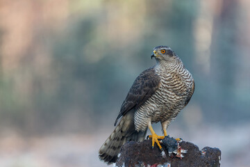 Northern goshawk (accipiter gentilis) searching for food in the forest of Noord Brabant in the Netherlands