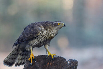 Northern goshawk (accipiter gentilis) searching for food in the forest of Noord Brabant in the Netherlands