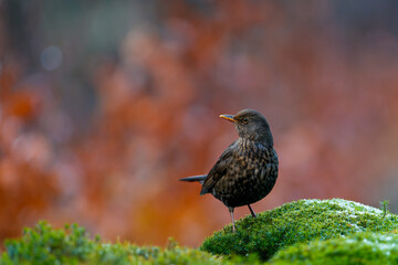 Common blackbird (Turdus merula)   searching for food in the forest in the netherlands with colorful leaves in the background 