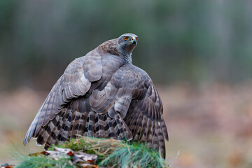 Northern goshawk (accipiter gentilis) searching for food in the forest of Noord Brabant in the Netherlands