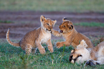 Lion cubs running and playing in the Masai Mara Game Reserve in Kenya