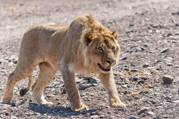 Lion (Panthera leo) male. This young male was hunting in a dry riverbed in Mashatu Game Reserve in the Tuli Block in Botswana