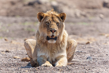 Fototapeta na wymiar Lion (Panthera leo) male. This young male was hunting in a dry riverbed in Mashatu Game Reserve in the Tuli Block in Botswana