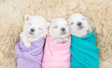 Tiny newborn white lapdog puppies wrapped like a babies sleep on a fur bed. Top down view
