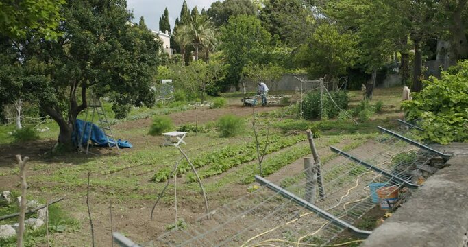 An old man is working in his garden in the island of Capri, in Italy