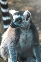 ring lemur