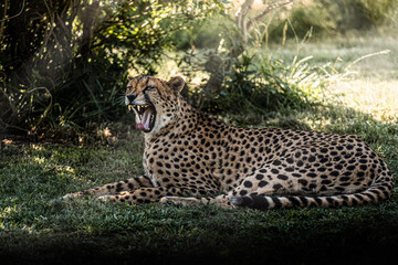 Léopard qui baille.