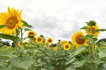 sunflowers on the field and sky with clouds