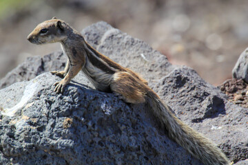 Ein Altlashörnchen auf der Insel Fuerteventura.