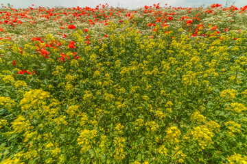 Coquelicots dans les champs à Valmy, Marne, Champagne, France