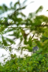 Obraz premium a cocoon hanging from a tree branch