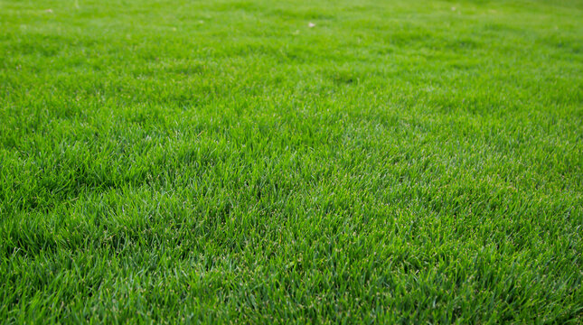 Eine Grastextur, viel saftiges Gras mit einem satten Gr&uuml;n.
