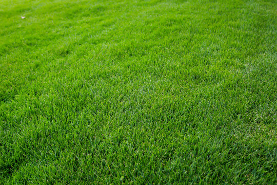 Eine Grastextur, viel saftiges Gras mit einem satten Gr&uuml;n.
