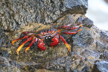 Eine rote Klippenkrabbe oder auch rote Felsenkrabbe auf einem Felsen am Meer.