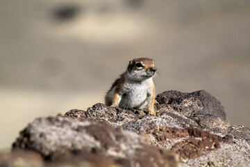 Ein Altlashörnchen auf der Insel Fuerteventura.