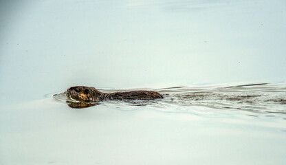 Rat musqué dans un étang de Dombes à Versailleux, Ain, France
