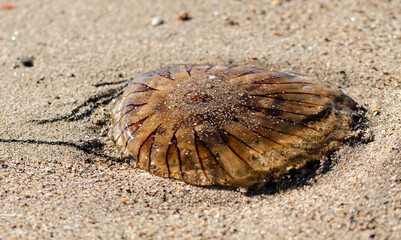 compass jellyfish on the beach