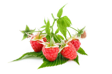 Branch of ripe pink raspberries with leaves isolated on white background, macro.