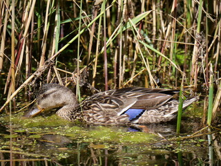 wild duck in marshland