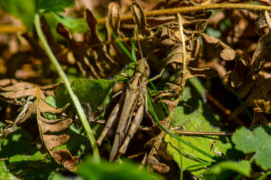 Brown Locust Among Leaves