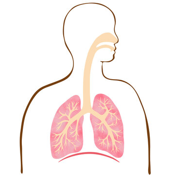 recommend clip art: 水彩風のカラフルな肺と気管支のイラストと人のシルエット 
                    Colorful illustration of the lungs and trachea with human silhouette with water color texture