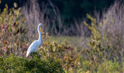 White egret in a tree