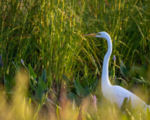 White egret in a marsh