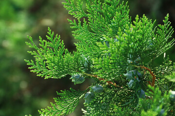 Thuja branches. Photo of nature. Closeup of thuja branches.