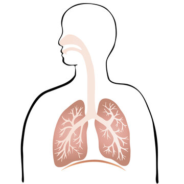 recommend clip art: カラフルな肺と気管支のイラストと人のシルエット 
                    Colorful illustration of the lungs and trachea with human silhouette.