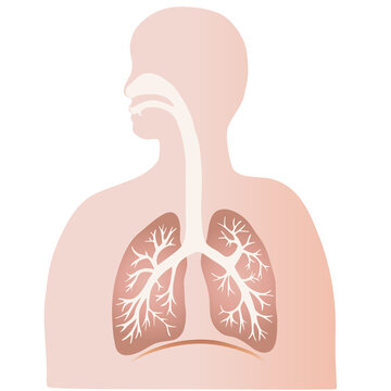 カラフルな肺と気管支のイラストと人のシルエット 
Colorful illustration of the lungs and trachea with human silhouette.