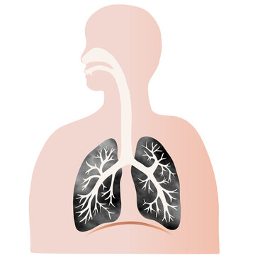 recommend clip art: 水彩風のカラフルな肺と気管支のイラストと人のシルエット 
                    Colorful illustration of the lungs and trachea with human silhouette with water color texture