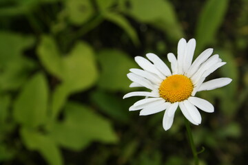 Obraz premium White daisy flower in the garden with grass background
