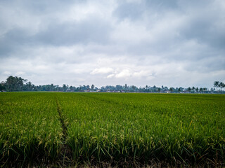 Fototapeta na wymiar The morning view of the rice fields with green colors