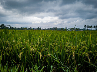 The morning view of the rice fields with green colors