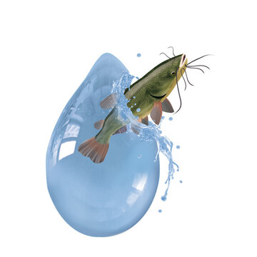 poisson-chat, p&ecirc;che, aliment, argent, fruits de mer, eau douce, fleuve, attraper, &eacute;vasion, goutte, &eacute;clat&eacute;, sortir, queue, eau, &eacute;caill&eacute;e, fra&icirc;cheur, frais, fond blanc