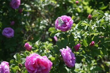 Pink flowers on the bush in the garden with a white butterfly on it