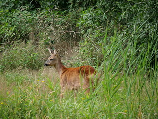 roe deer (capreolus capreolus) in summer
