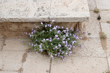 Fototapeta na wymiar Green plants and flowers grow on stones