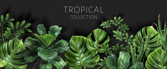 Vector tropical banner with green leaves on black background. Luxury exotic botanical design for cosmetics, wedding invitation, summer banner, spa, perfume, beauty, travel, packaging design - obrazy, fototapety, plakaty