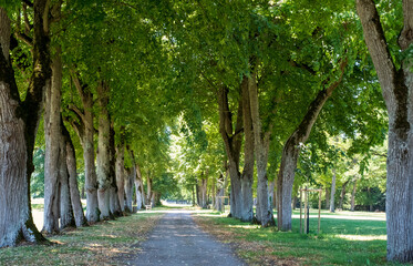 Avenue of trees at Château de Valençay in the Loire Valley, central France. 
