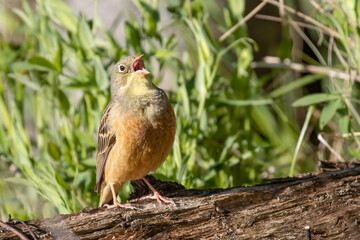 Ortolan Bunting