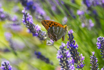 Silver-washed Fritillary butterfly (Argynnis paphia) sitting on lavender in Zurich, Switzerland