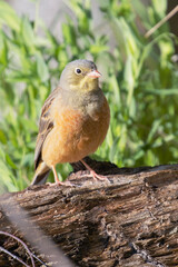 Ortolan Bunting