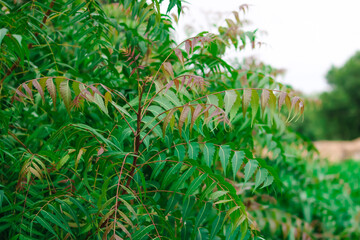 Neem tree showing compound leaves and bunches of small fruit,closed up neem,nim plant,Azadirachta indica