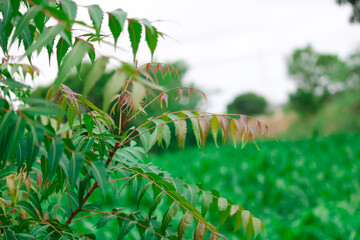 Neem tree with natural fruit,common known as neem,ayurveda tree,Azadirachta indica,herbal tree