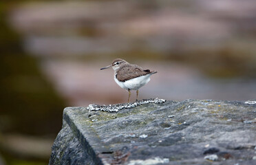 Common sandpiper perched on a dry stone wall